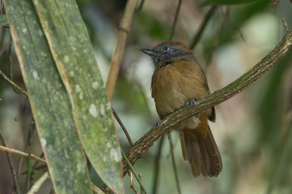 Uniform Antshrike - R M