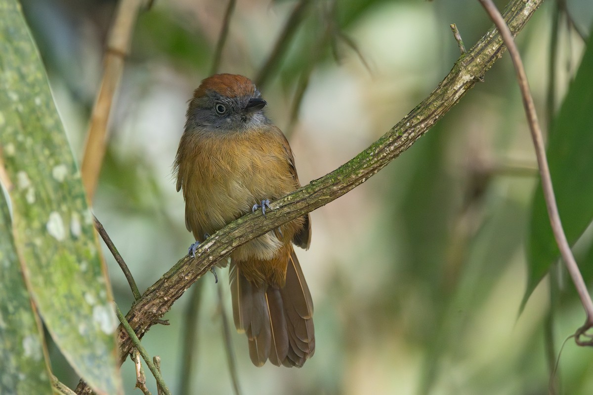 Uniform Antshrike - R M