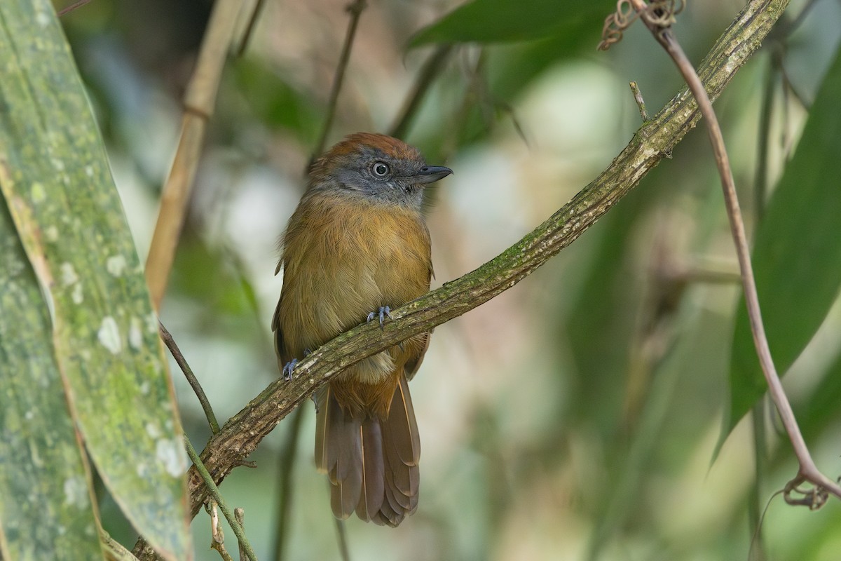 Uniform Antshrike - R M