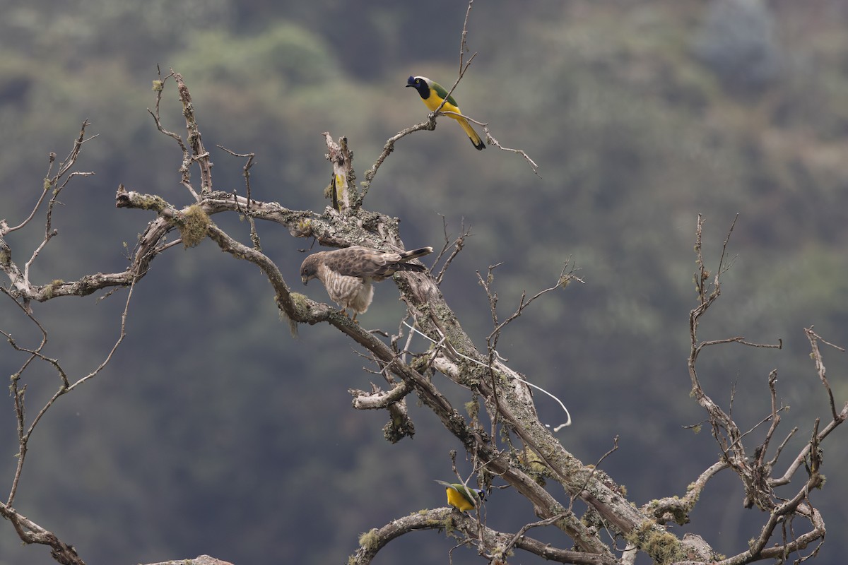 Broad-winged Hawk - ML616558335