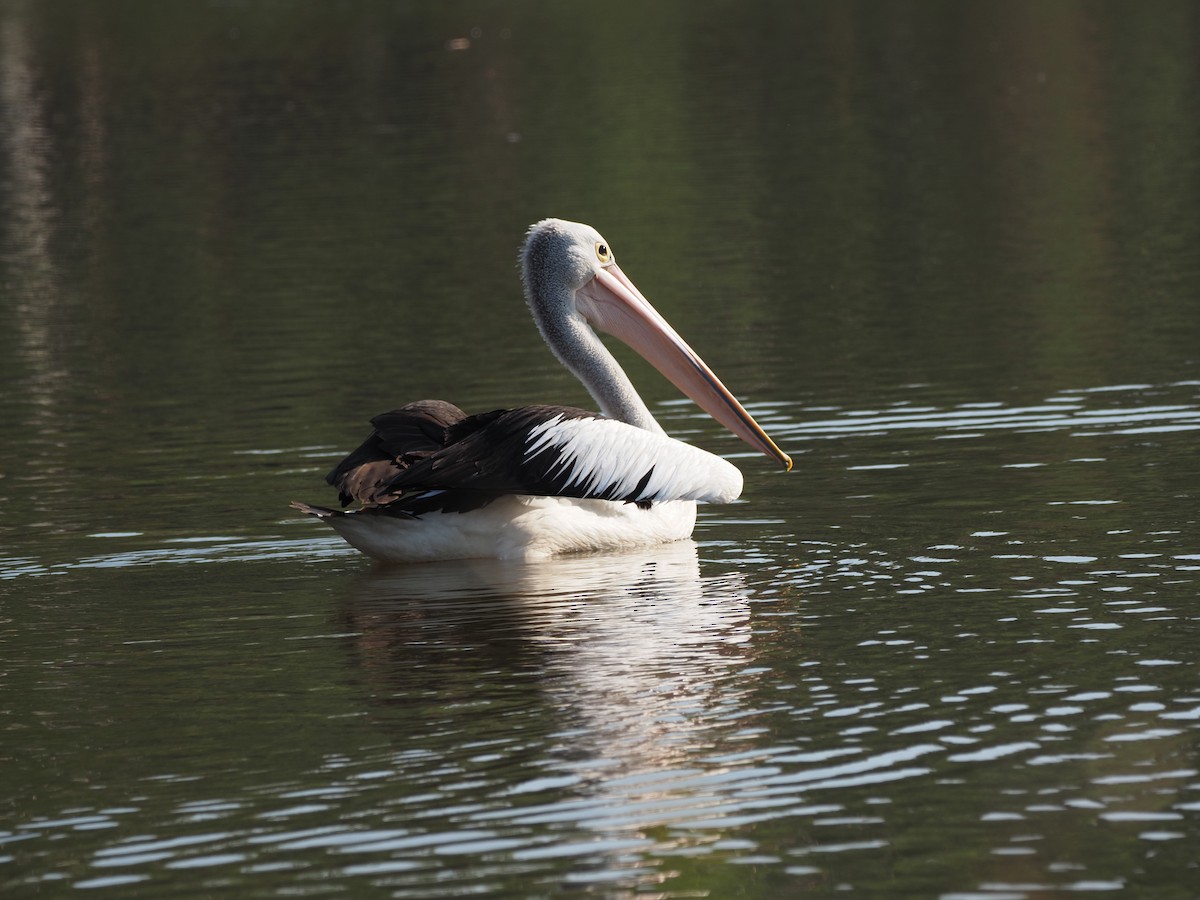 pelikán australský - ML616558369
