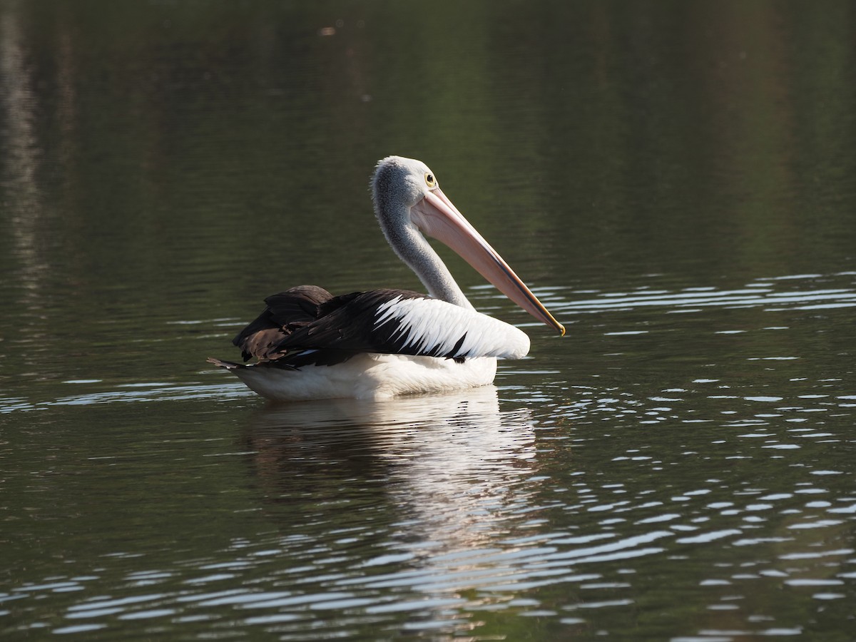 Australian Pelican - ML616558369