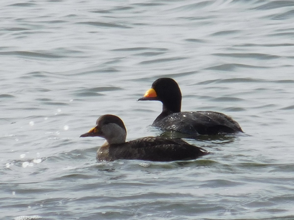 Black Scoter - ML616558391