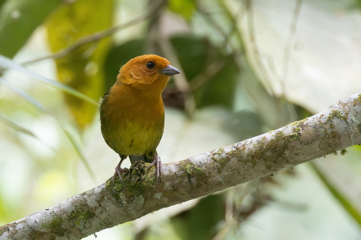 Ochre-breasted Brushfinch - R M