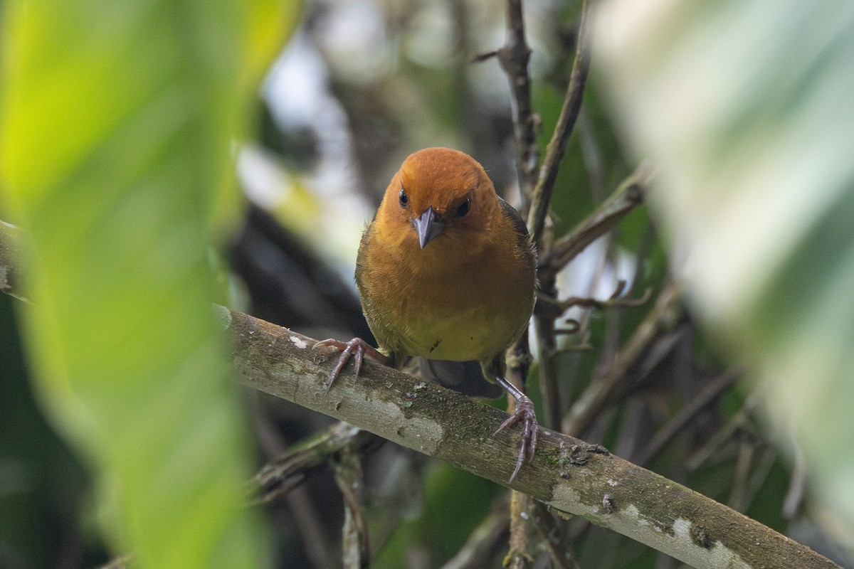 Ochre-breasted Brushfinch - ML616558435