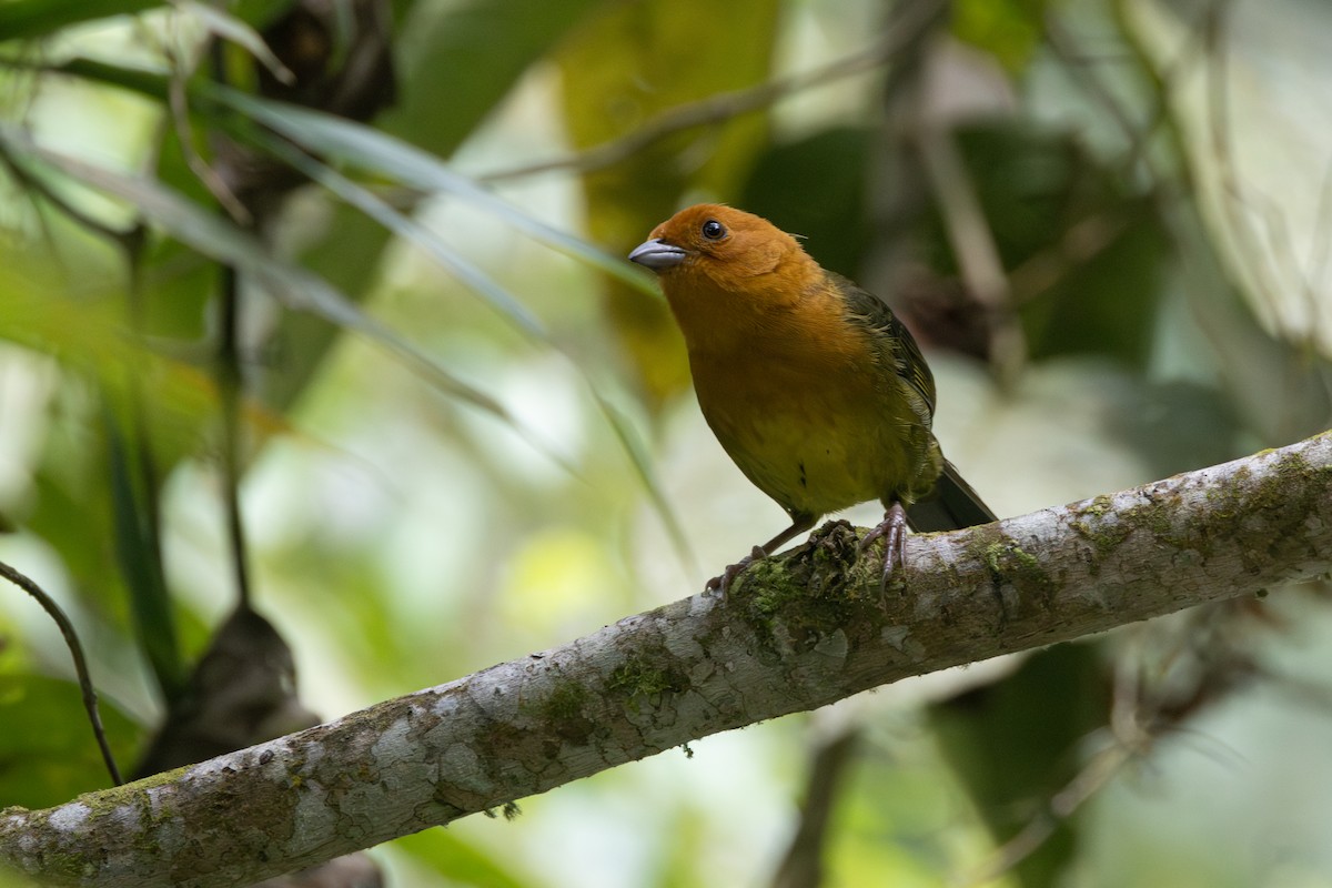 Ochre-breasted Brushfinch - ML616558437