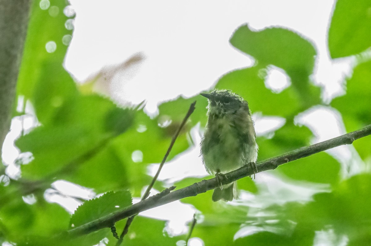 Black-throated Blue Warbler - ML616558439