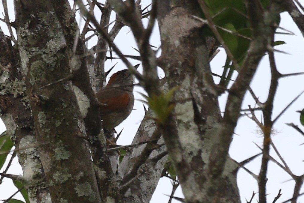 Pale-breasted Spinetail - ML616558457