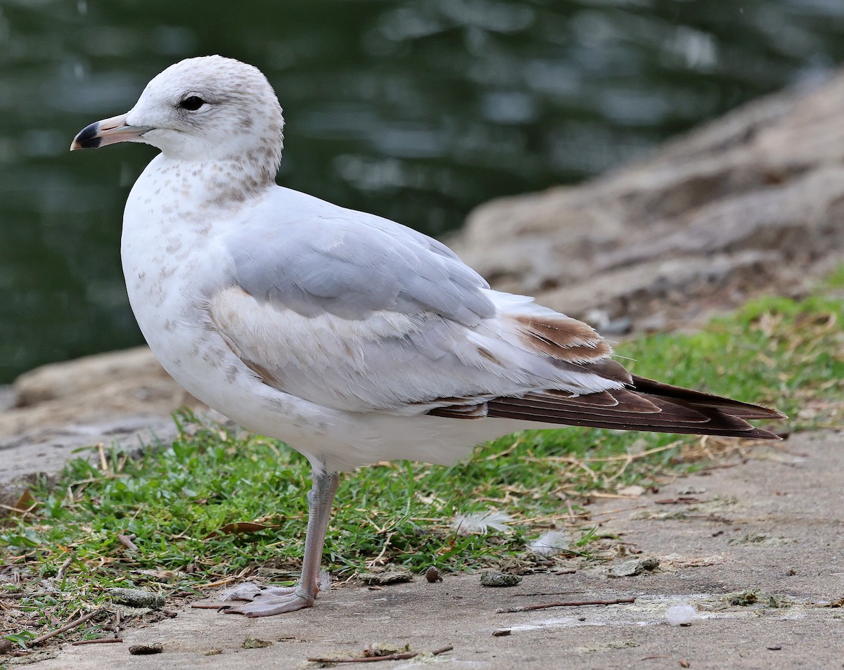 Ring-billed Gull - ML616558464