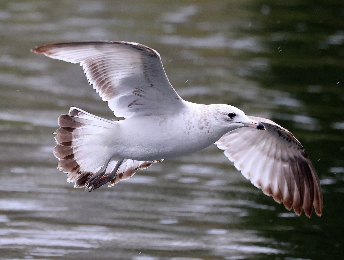 Ring-billed Gull - ML616558471