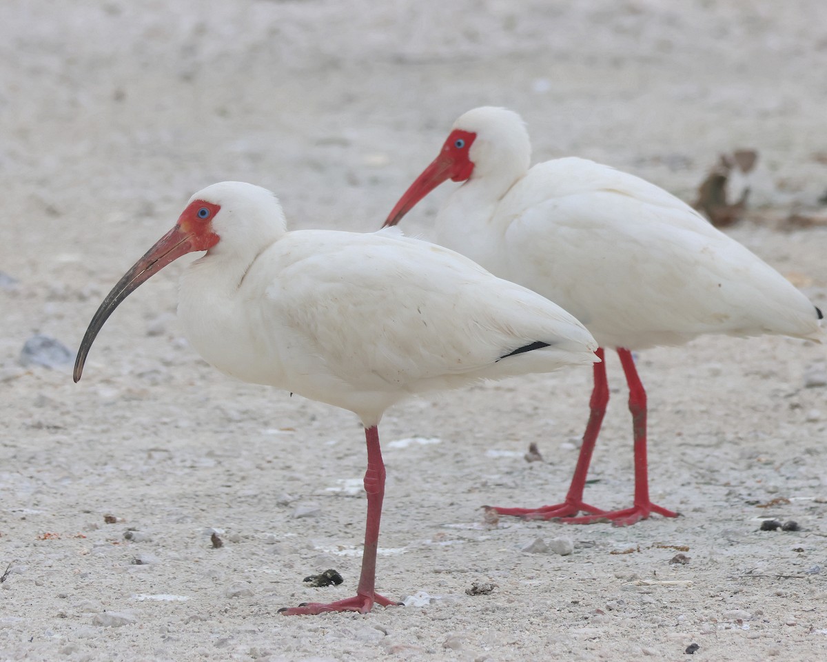 ibis bílý - ML616558484