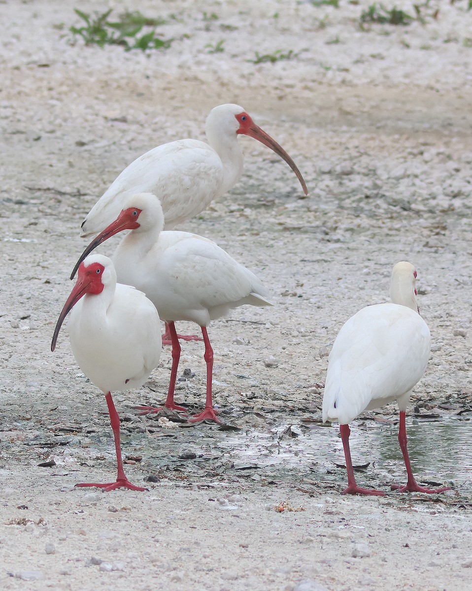 ibis bílý - ML616558493