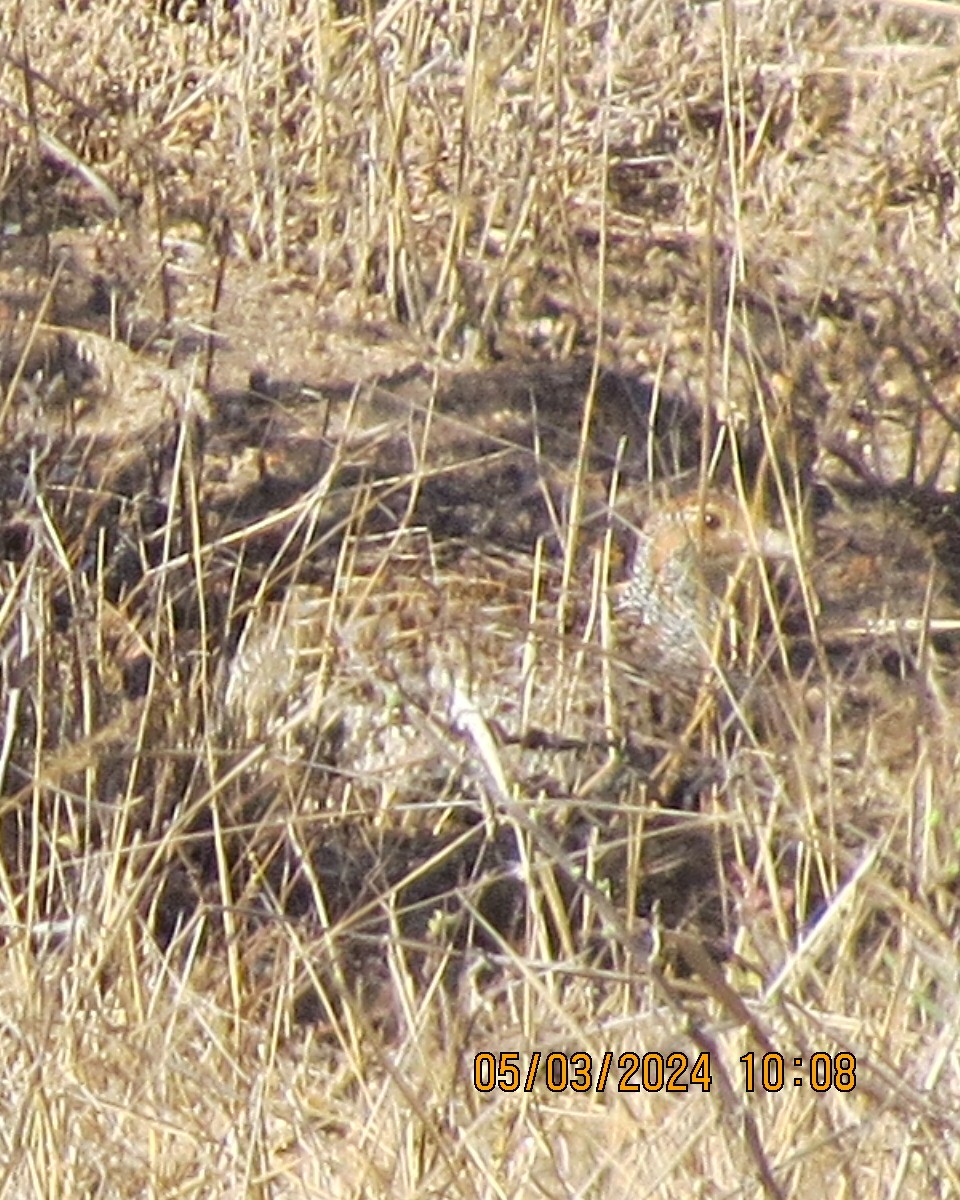 Francolin à ailes grises - ML616558495