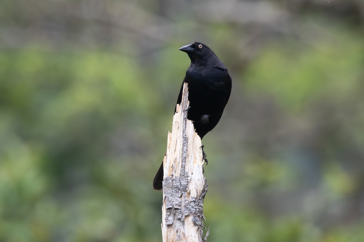 Giant Cowbird - ML616558505