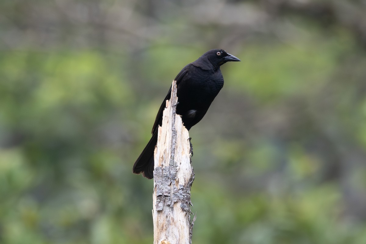 Giant Cowbird - ML616558506