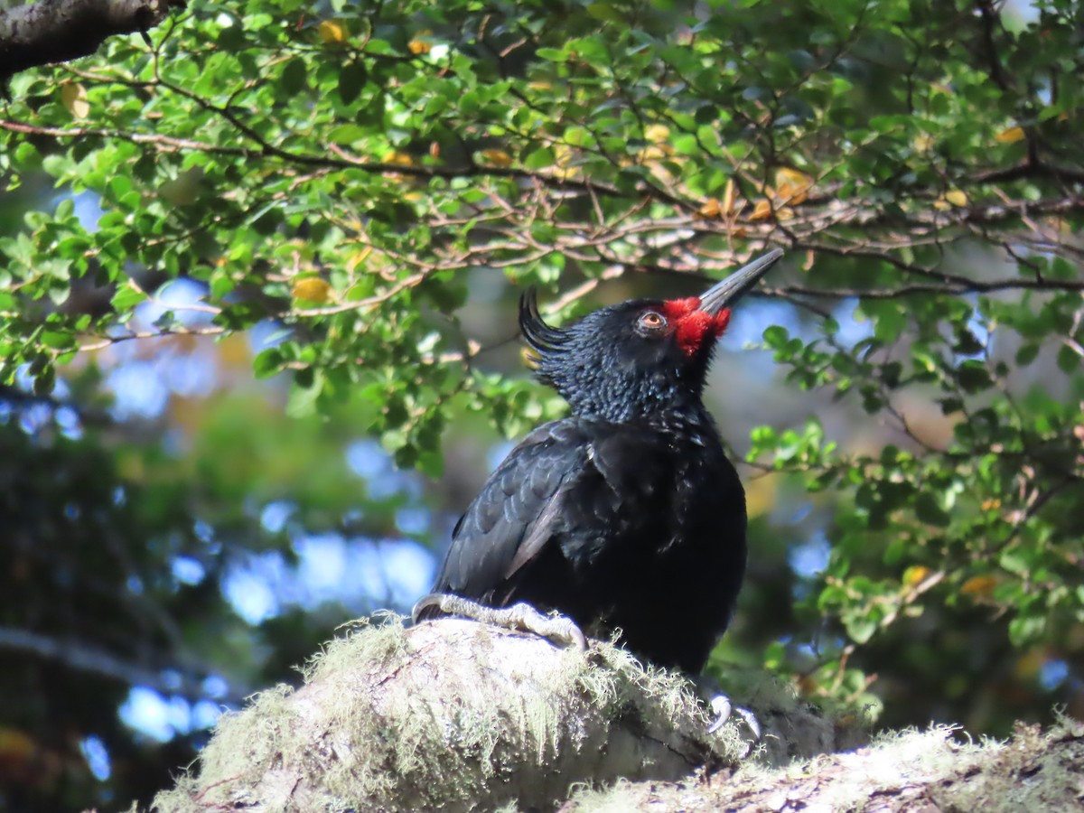 Magellanic Woodpecker - ML616558592