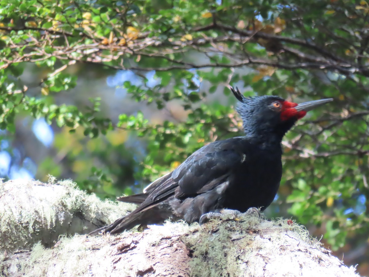 Magellanic Woodpecker - ML616558598