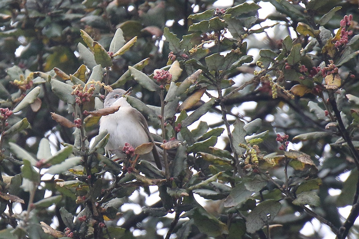 Moltoni's/Western/Eastern Subalpine Warbler - ML616558626