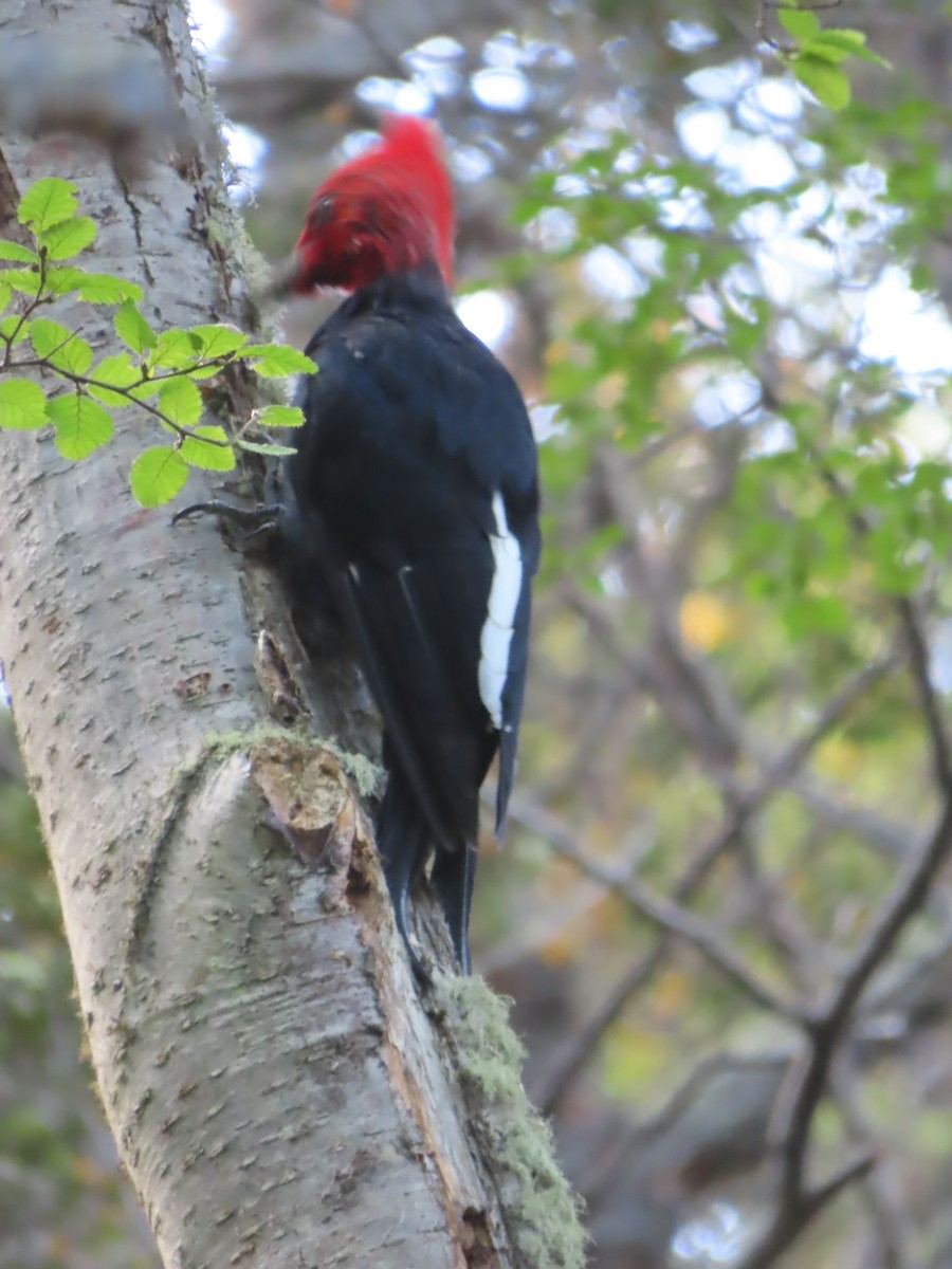 Magellanic Woodpecker - Ursula  Mitra