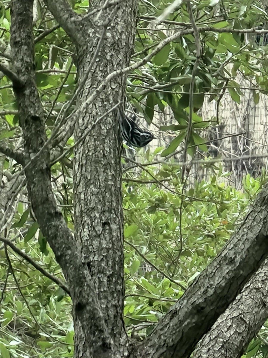 Black-and-white Warbler - ML616558646