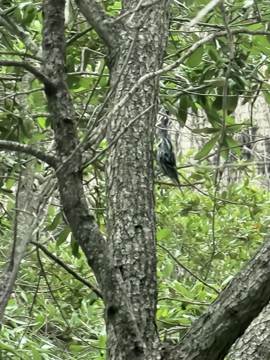 Black-and-white Warbler - ML616558647