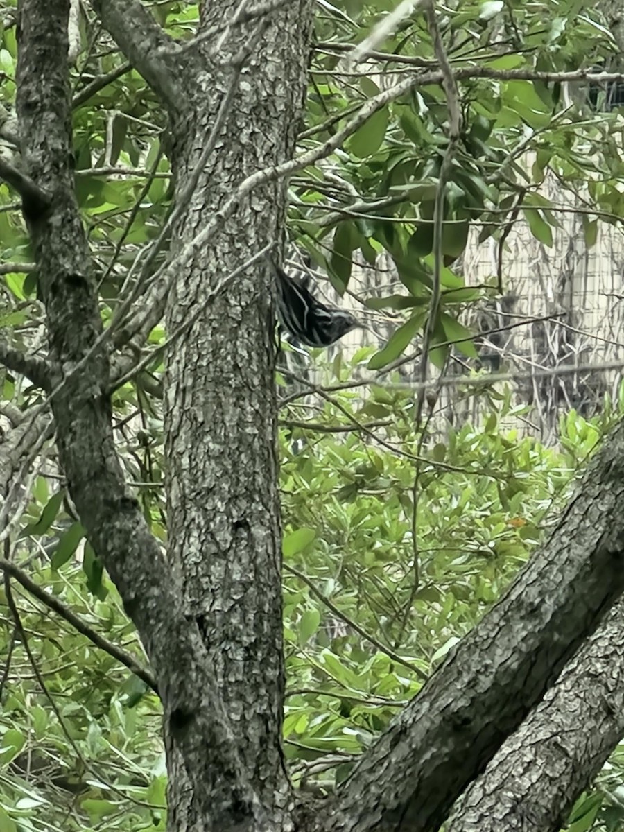 Black-and-white Warbler - ML616558648