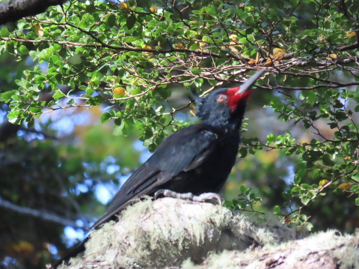 Magellanic Woodpecker - ML616558654