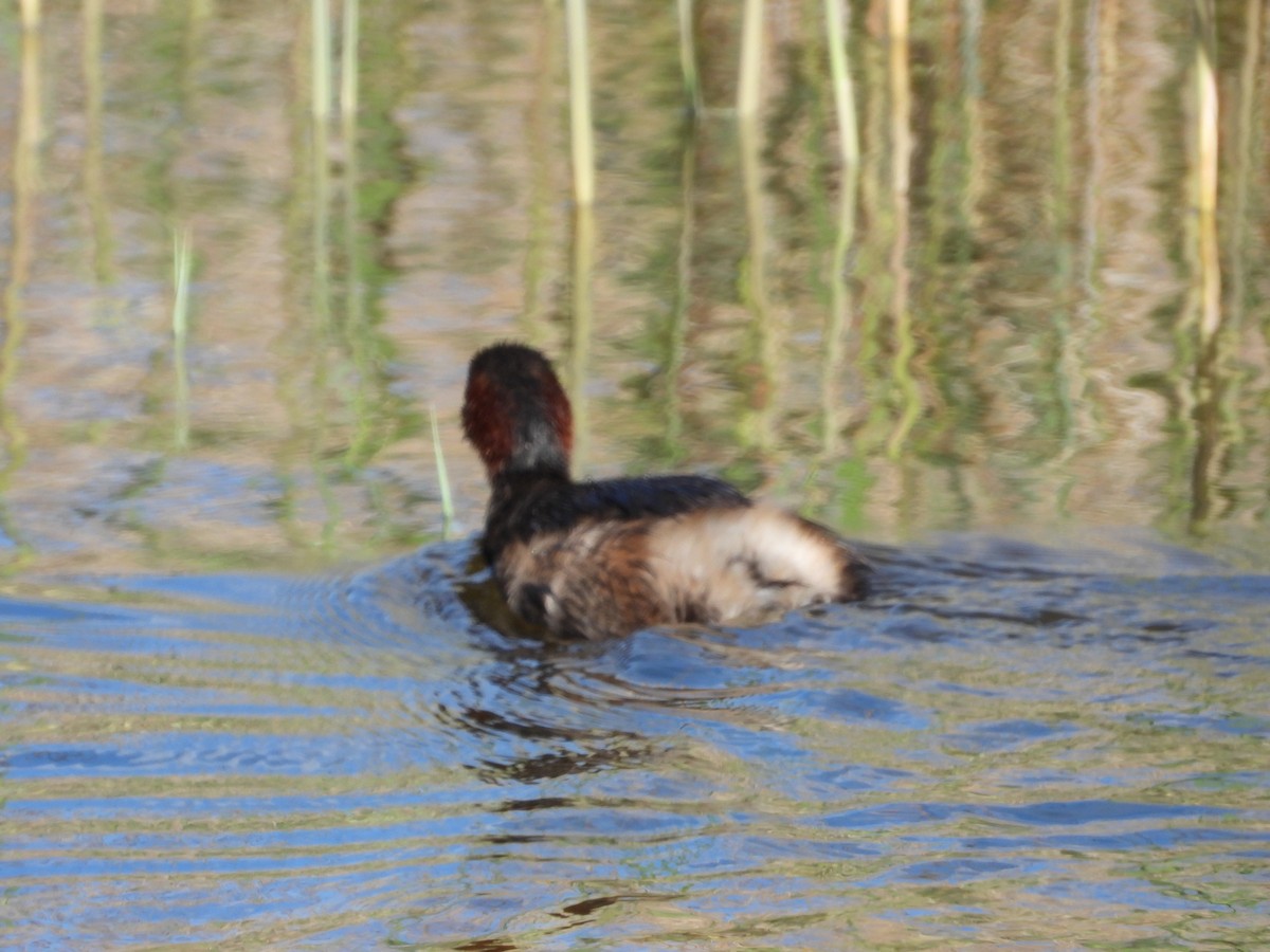 Little Grebe - ML616558659