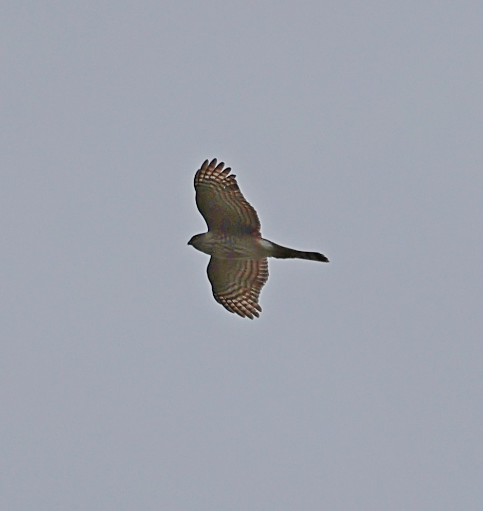 Sharp-shinned Hawk - ML616558692