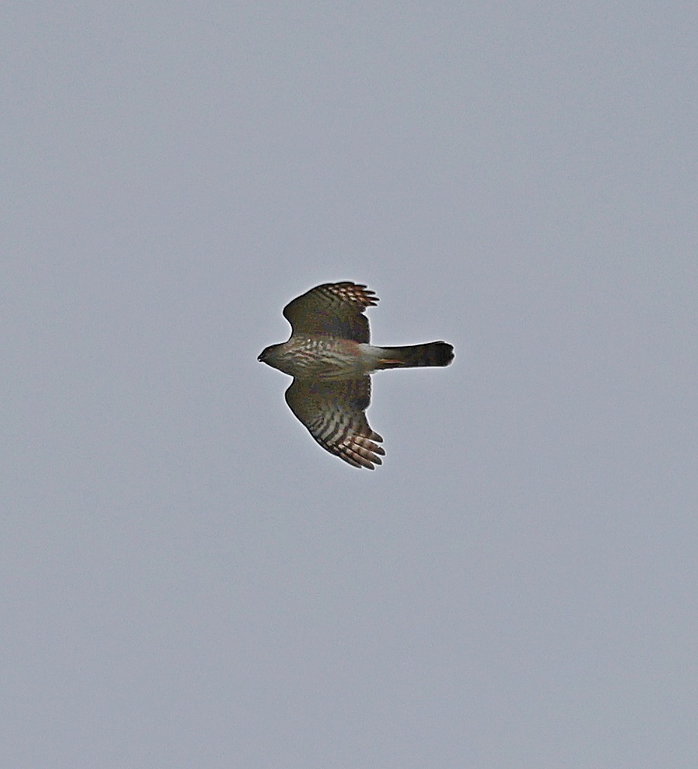 Sharp-shinned Hawk - ML616558699