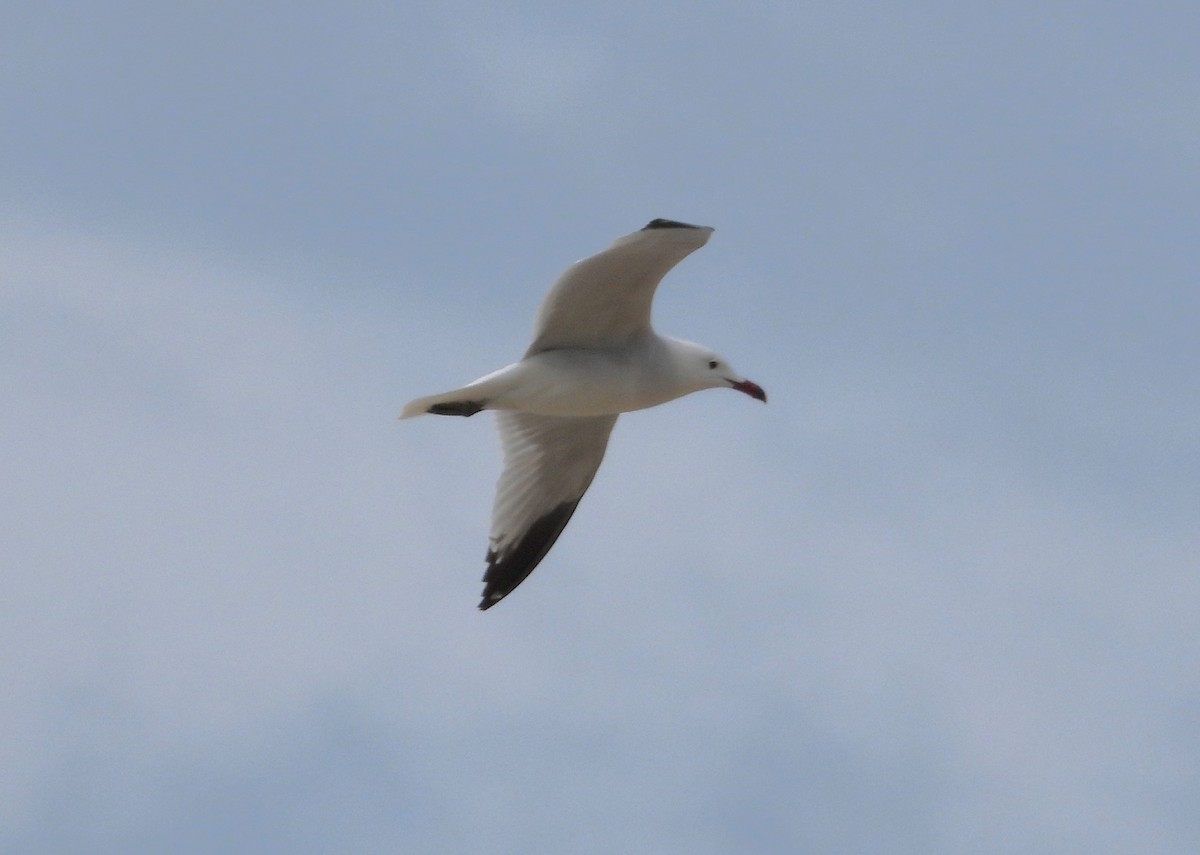 Gaviota de Audouin - ML616558755