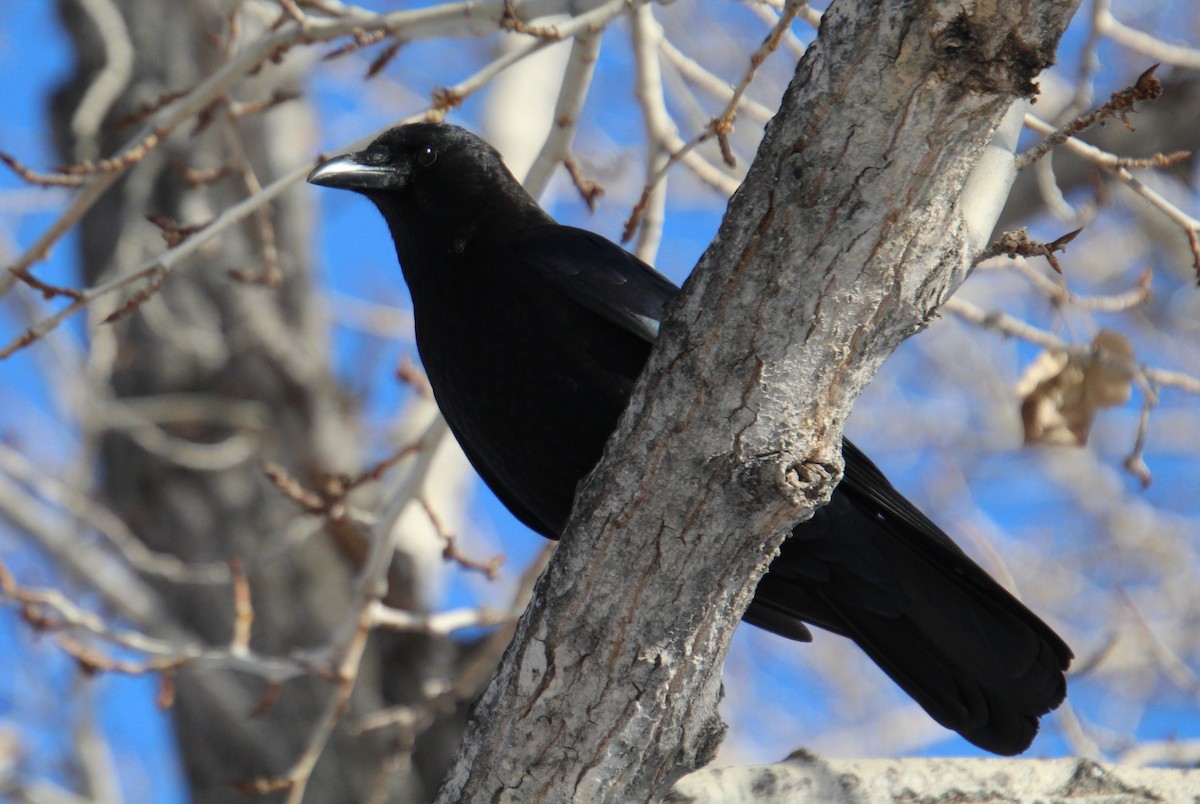 American Crow - ML616558795