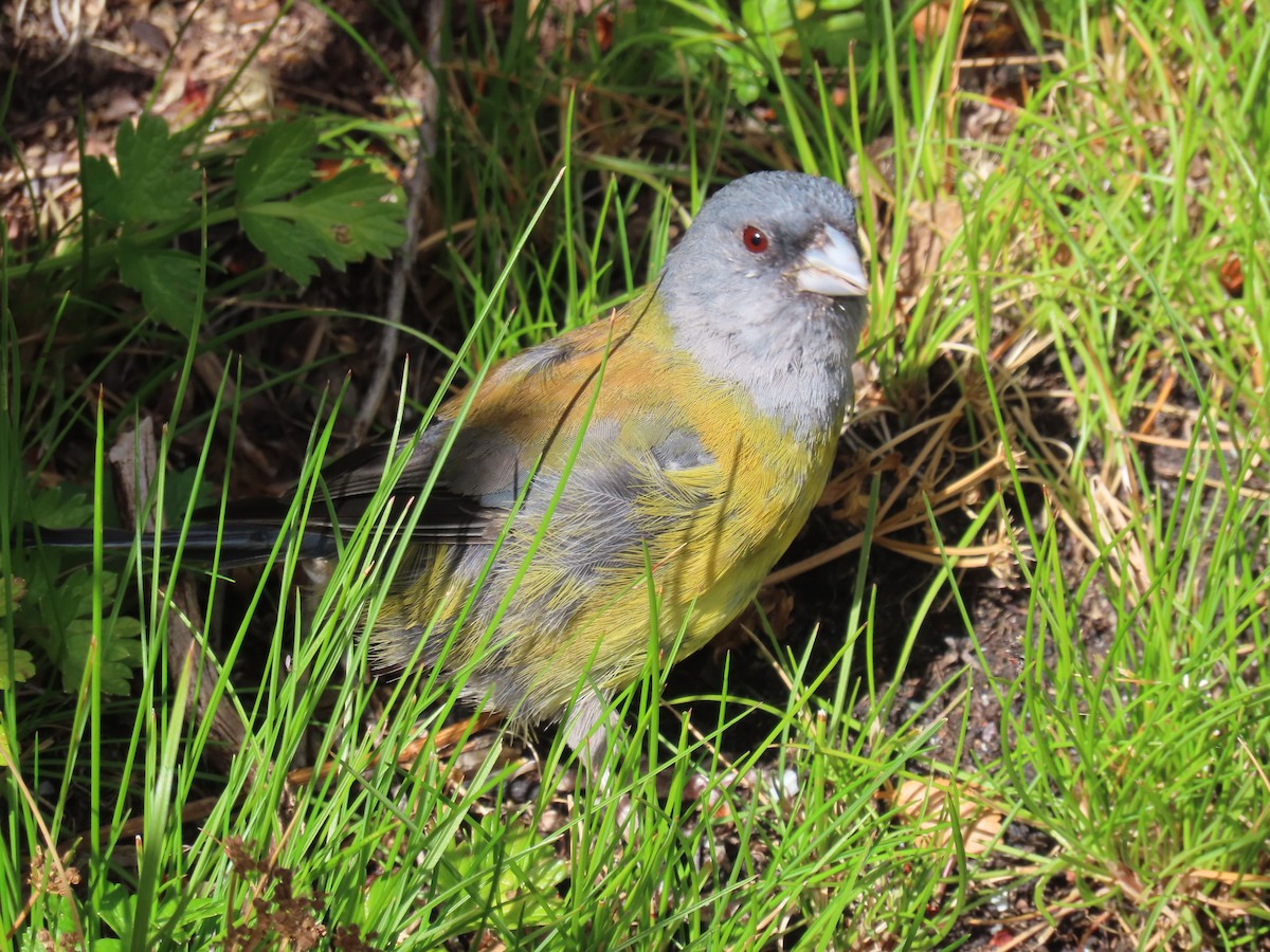 Patagonian Sierra Finch - ML616558806