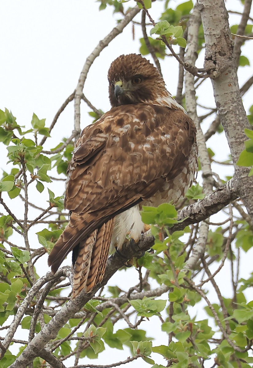 Rotschwanzbussard - ML616558807