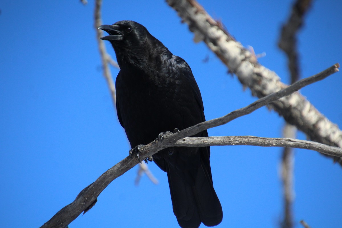 American Crow - ML616558814