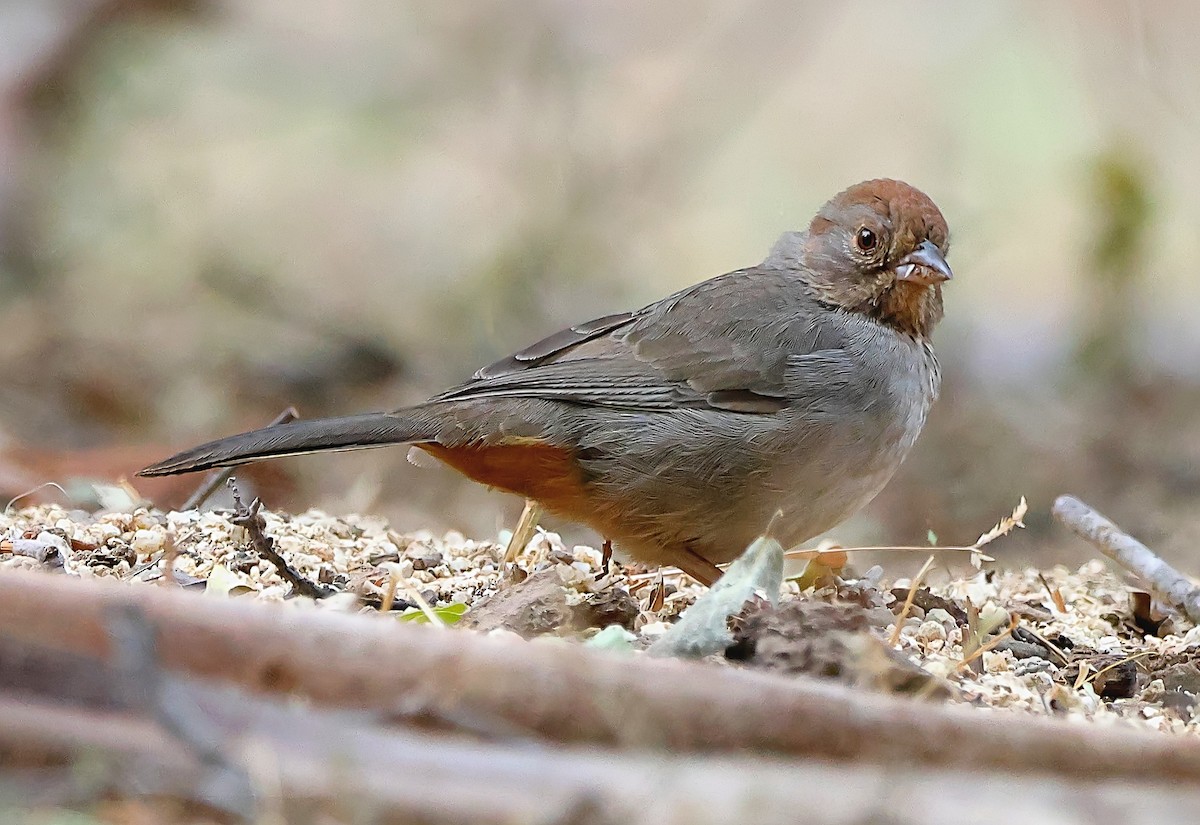 California Towhee - ML616558824