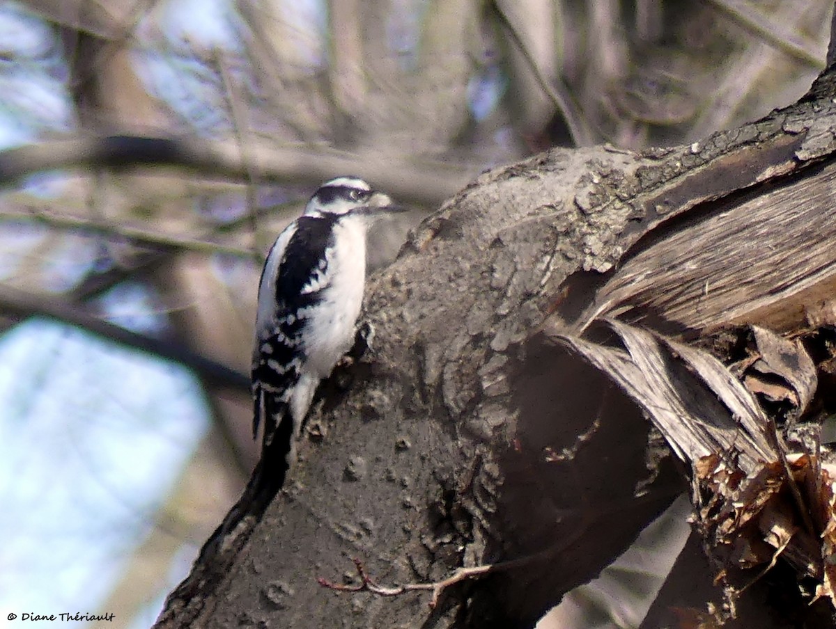 Downy Woodpecker - ML616558881