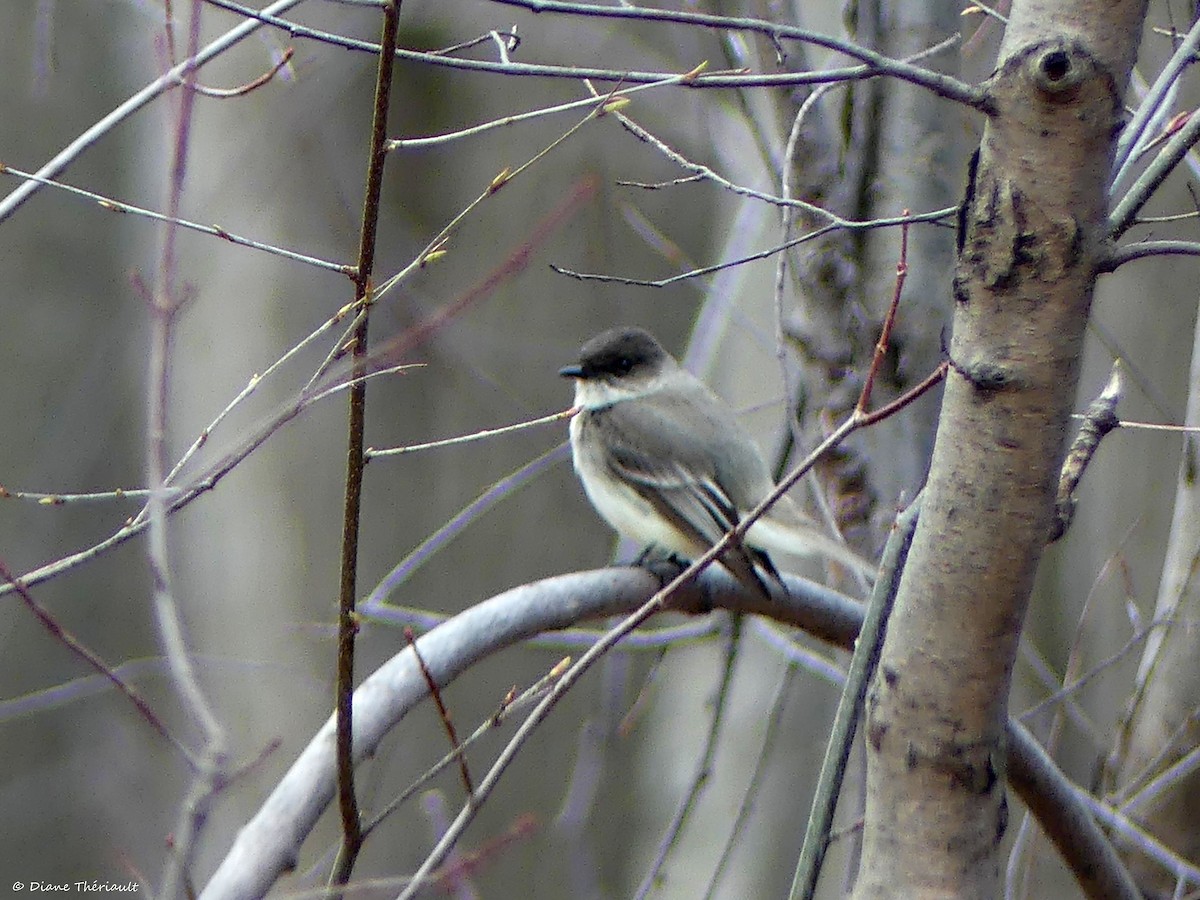 Eastern Phoebe - ML616558886