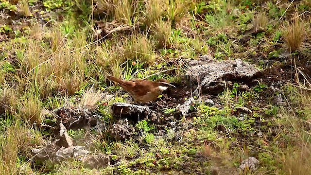 Chestnut-winged Cinclodes - ML616558887