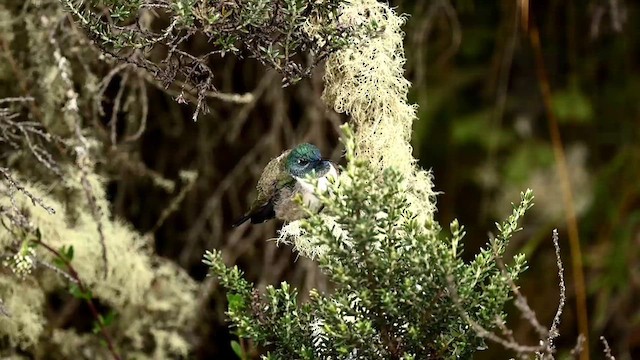 Colibri du Chimborazo - ML616558941