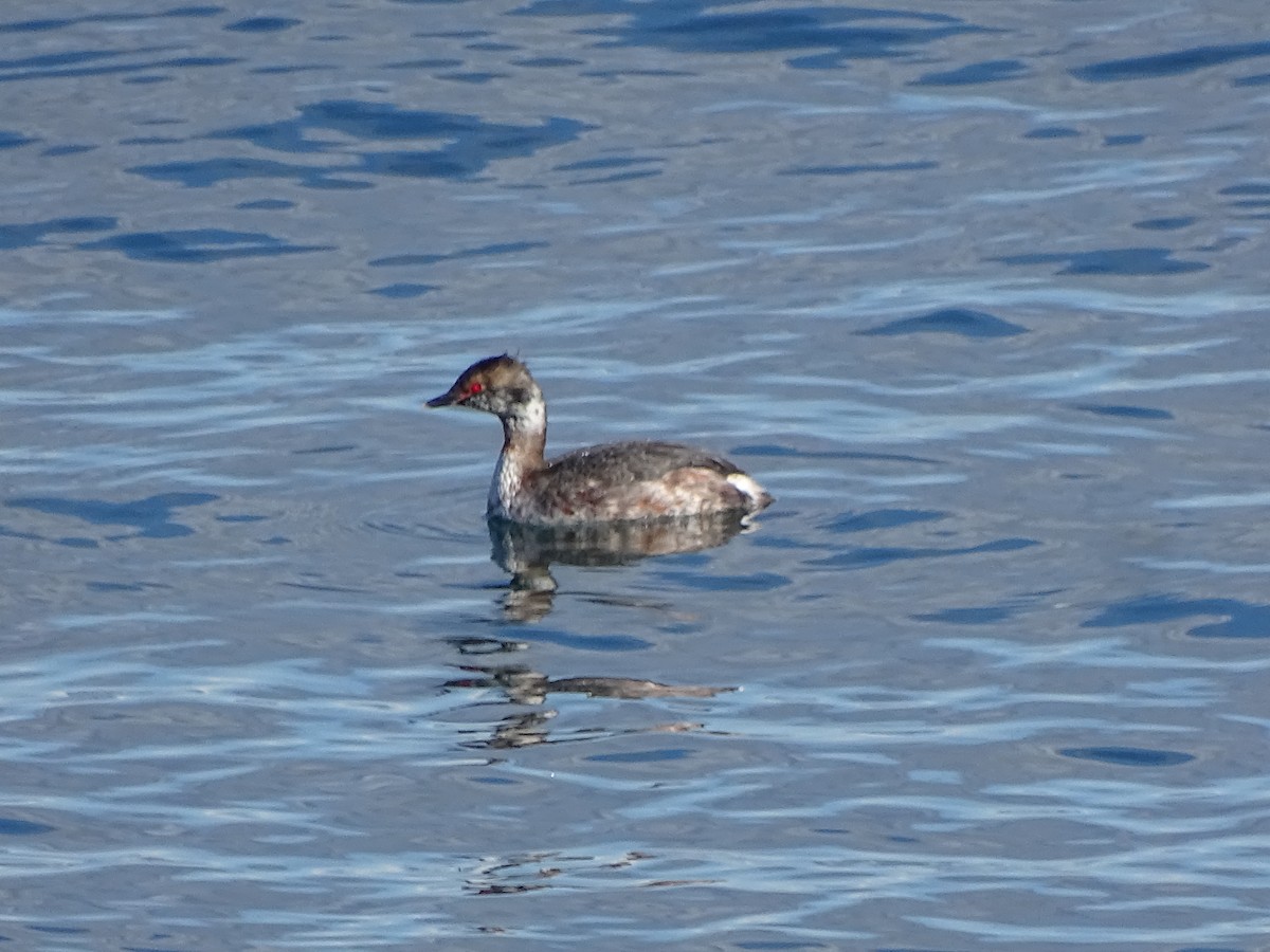 Horned Grebe - ML616558967