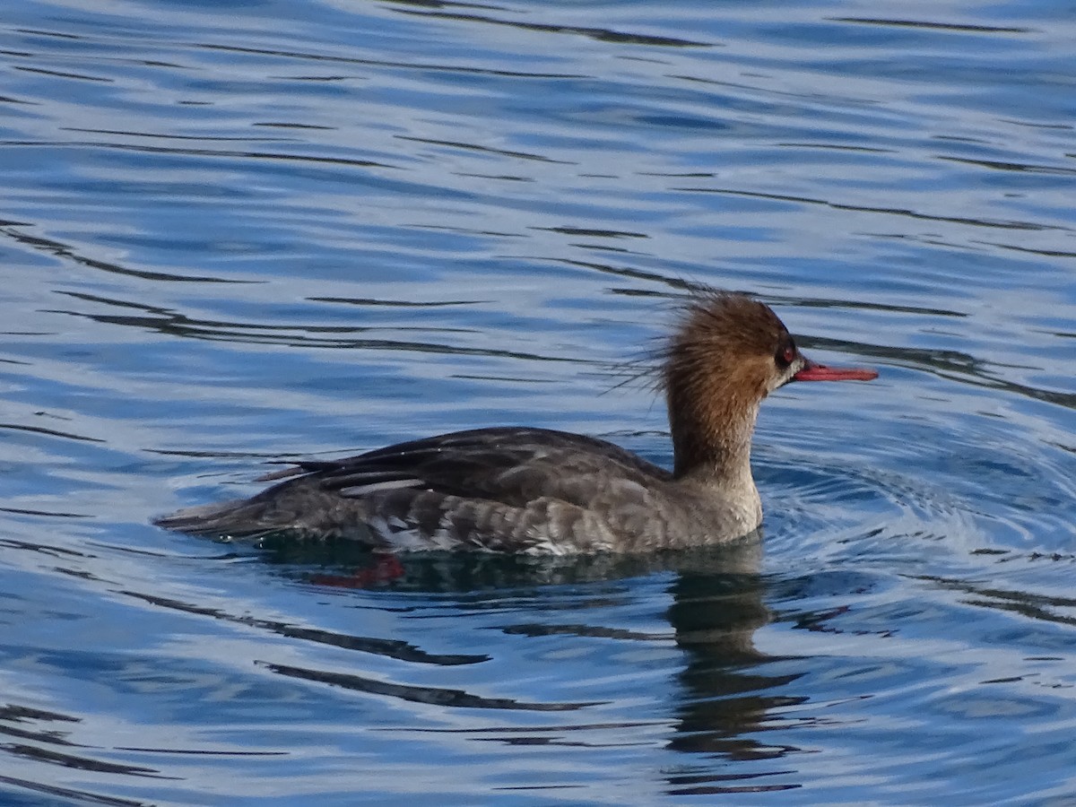 Red-breasted Merganser - ML616558975