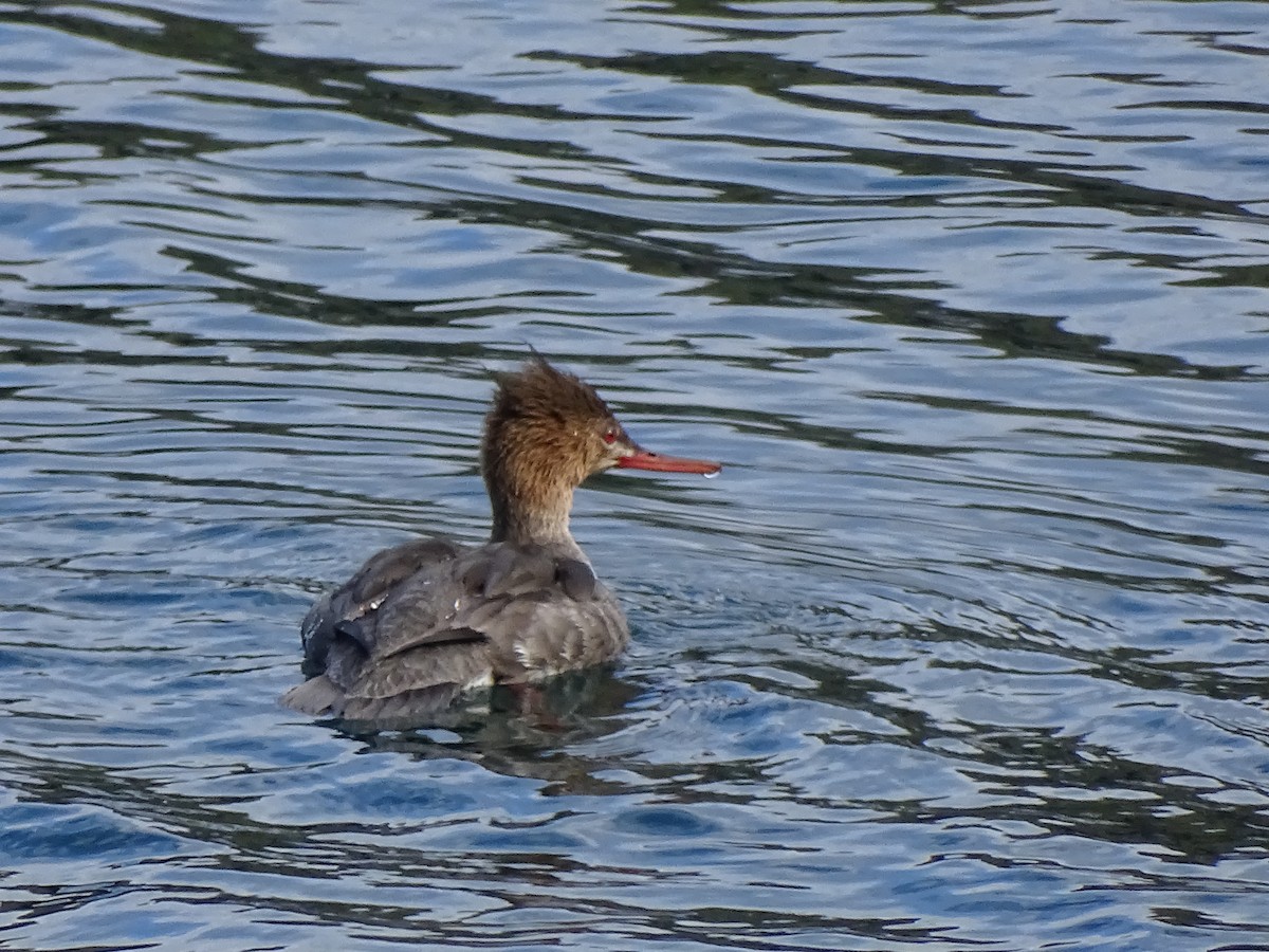 Red-breasted Merganser - ML616558976