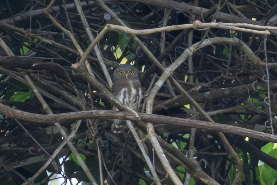 Amazonian Pygmy-Owl - ML616558979