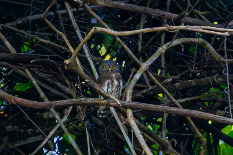 Amazonian Pygmy-Owl - ML616558980