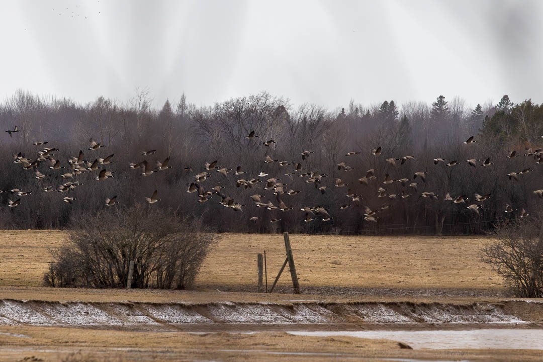 Ross's Goose - Sheri Minardi