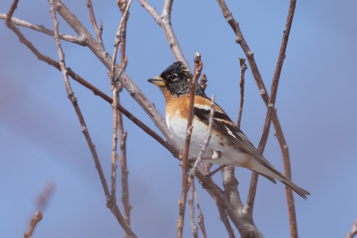 Brambling - Ross Bartholomew