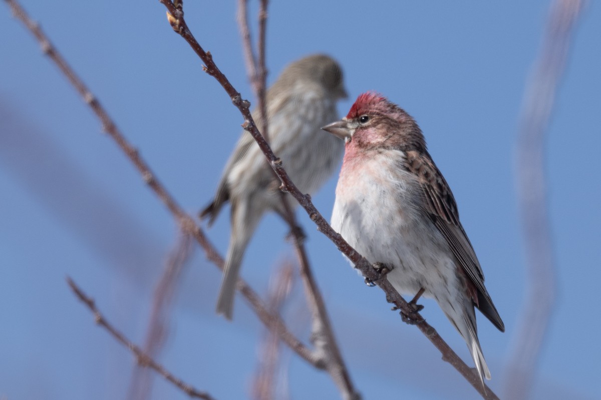 Cassin's Finch - ML616558999