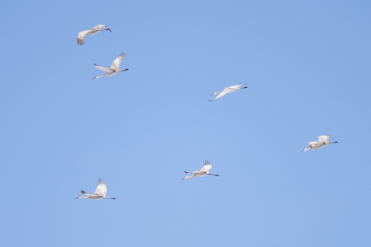 Sandhill Crane - Ross Bartholomew