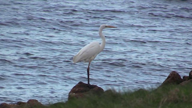 Great Egret - ML616559018